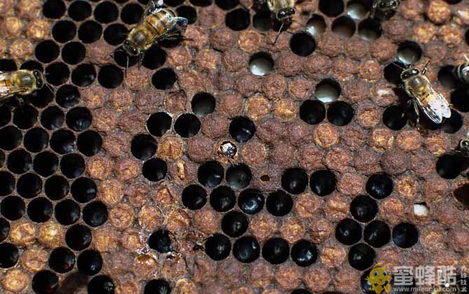 蜜蜂黄曲霉病怎么治疗?蜜蜂常见病和常用药