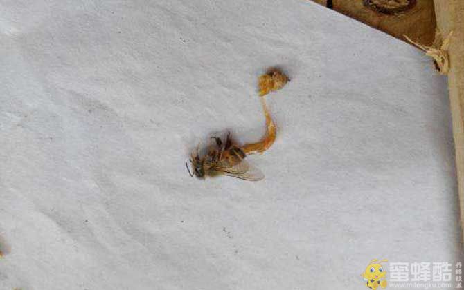 蜜蜂孢子虫病的症状图片(图4)