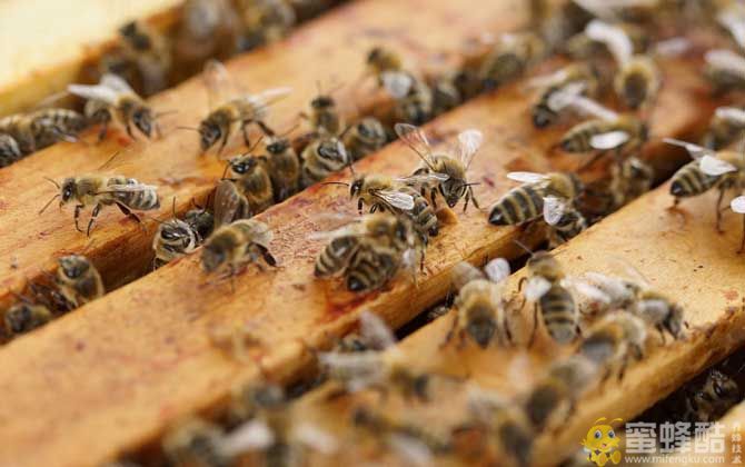 中华蜜蜂副伤寒病(下痢病)有哪些症状